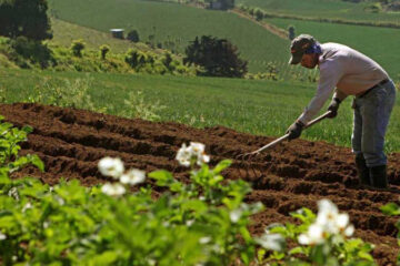 Proyectos Agropecuarios