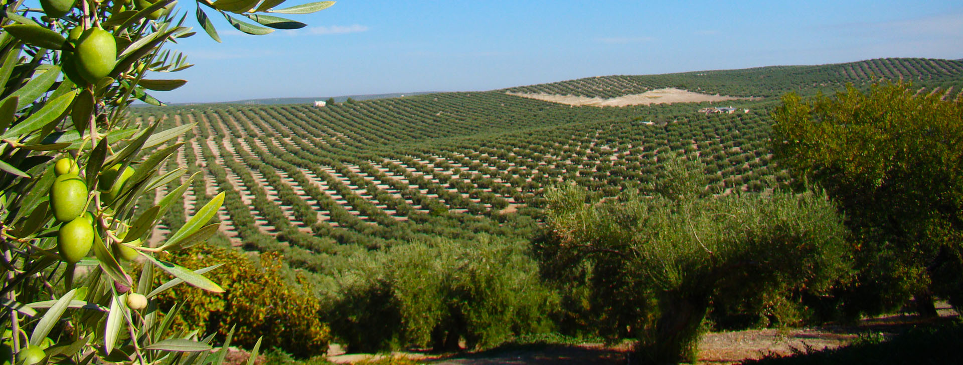 Asesoría Agraria
en Andújar