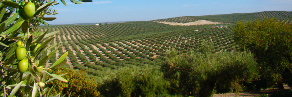 Asesoría Agraria
en Andújar